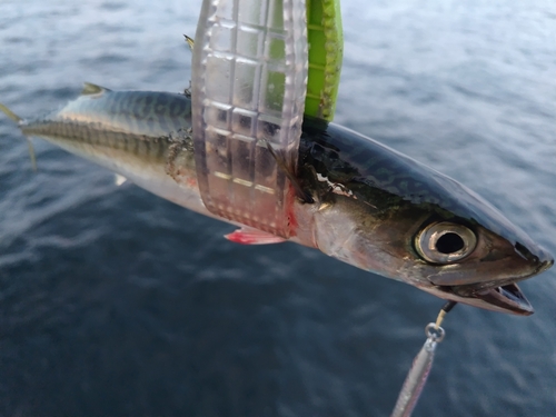 サバの釣果