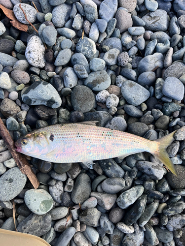 コノシロの釣果