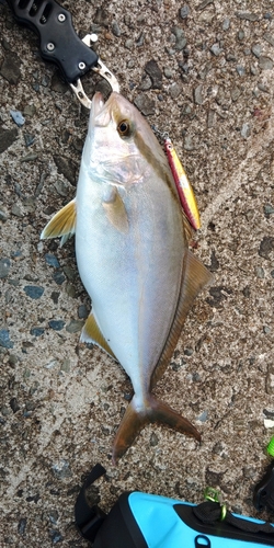 ショゴの釣果