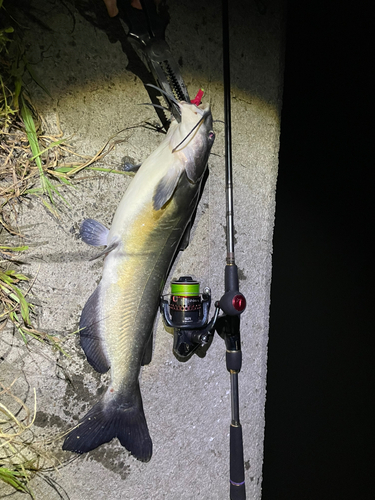 アメリカナマズの釣果