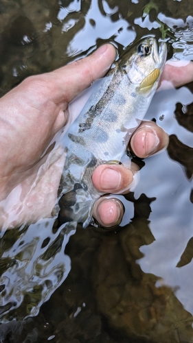 アマゴの釣果