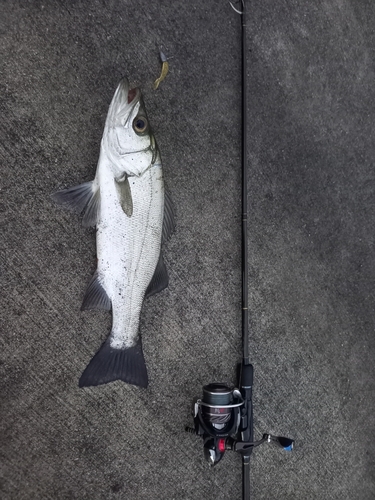 ヒラスズキの釣果