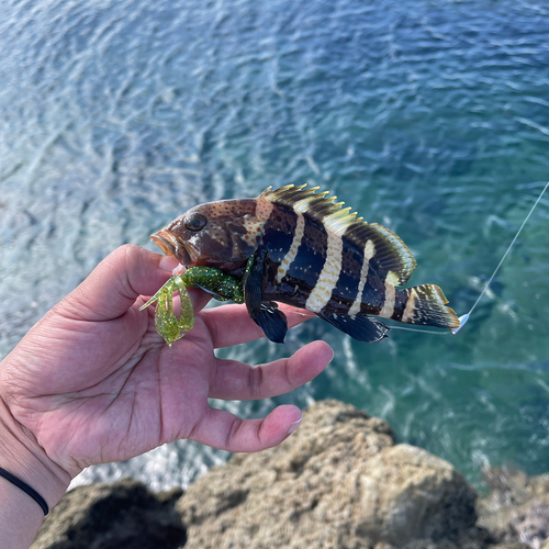 アオハタの釣果