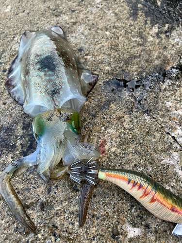 アオリイカの釣果