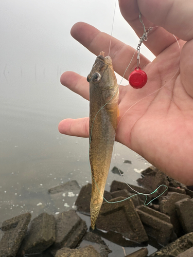 マハゼの釣果