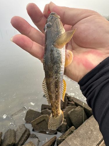 マハゼの釣果