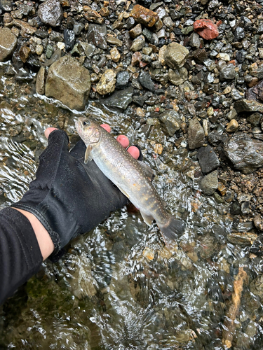 ニッコウイワナの釣果