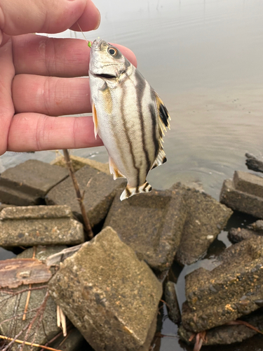 コトヒキの釣果