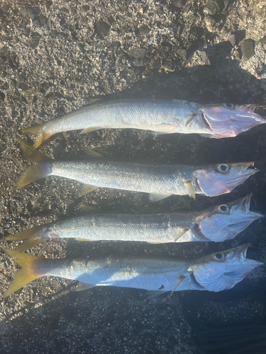 カマスの釣果