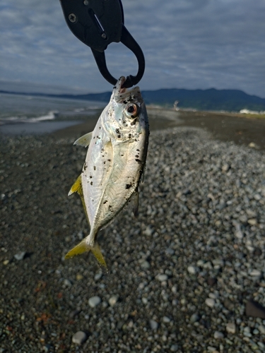 メッキの釣果