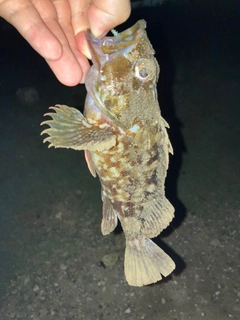 カサゴの釣果