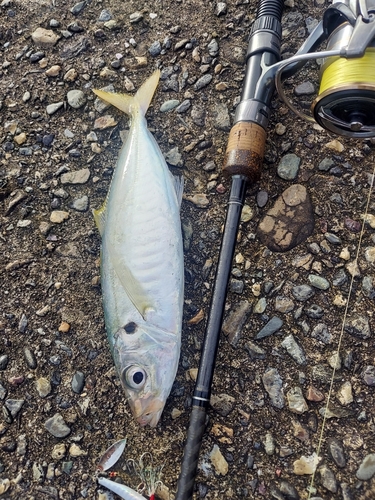 アオアジの釣果