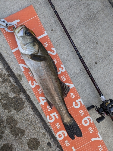 シーバスの釣果