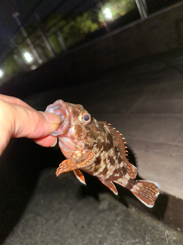 カサゴの釣果