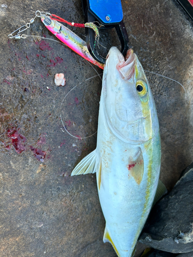 ヤズの釣果