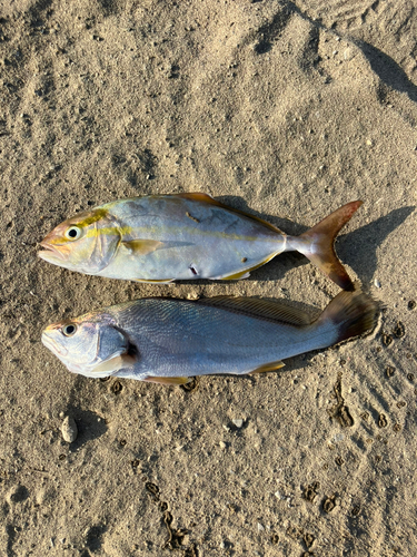 ニベの釣果