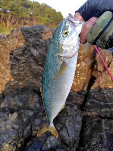 ワカシの釣果