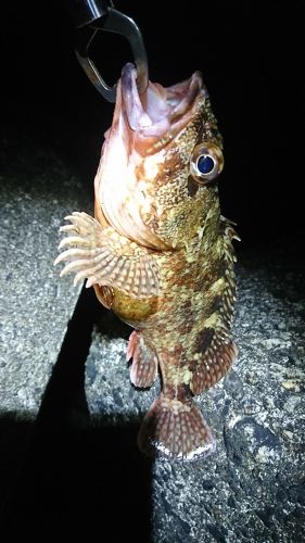 カサゴの釣果