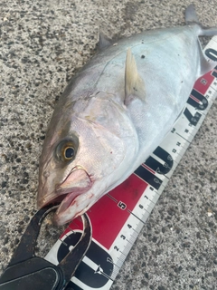 ショゴの釣果