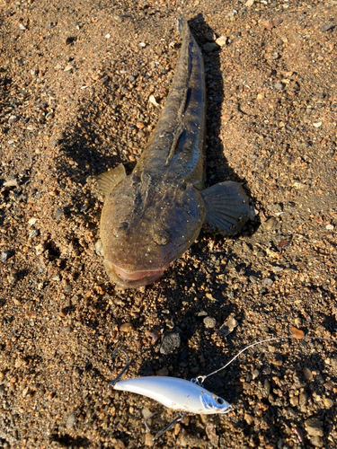 マゴチの釣果