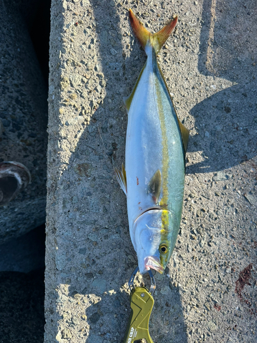 ハマチの釣果