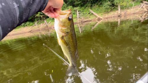 ラージマウスバスの釣果