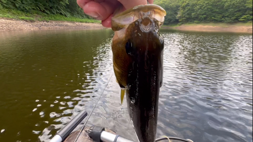 ラージマウスバスの釣果