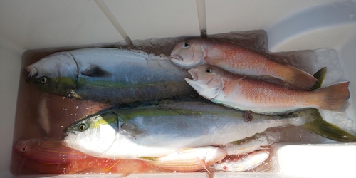 シロアマダイの釣果