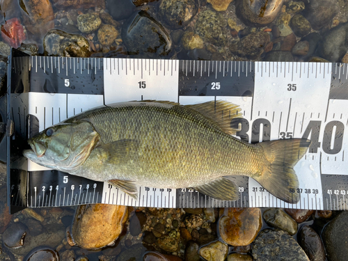 スモールマウスバスの釣果