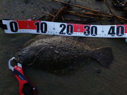 ヒラメの釣果