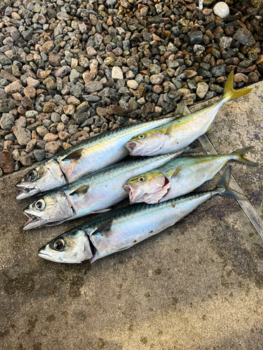 サバの釣果