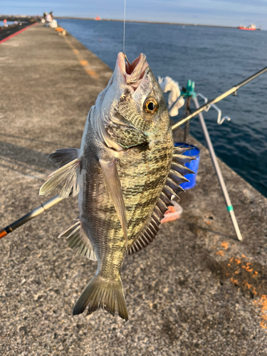 クロダイの釣果