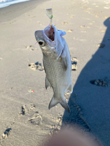 ツバメコノシロの釣果