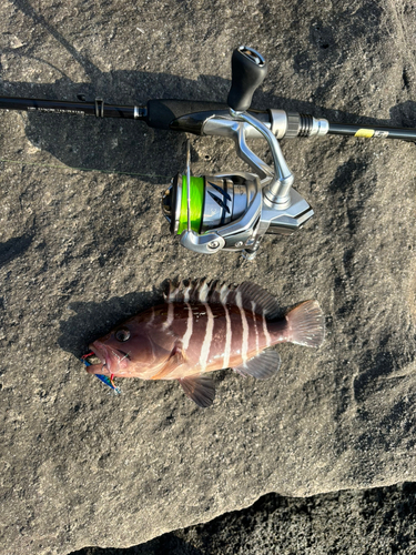 マハタモドキの釣果