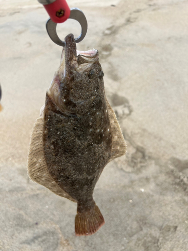 ヒラメの釣果