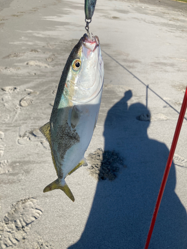 ワラサの釣果