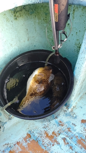 ショウサイフグの釣果