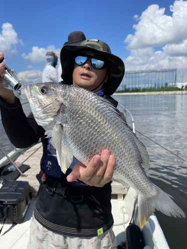 クロダイの釣果