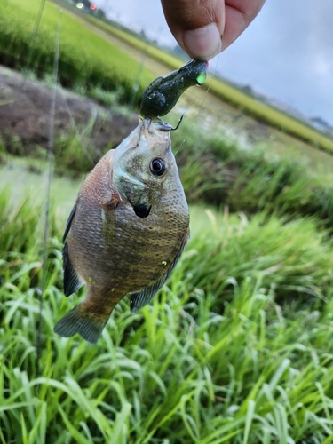 ブルーギルの釣果