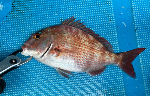 マダイの釣果