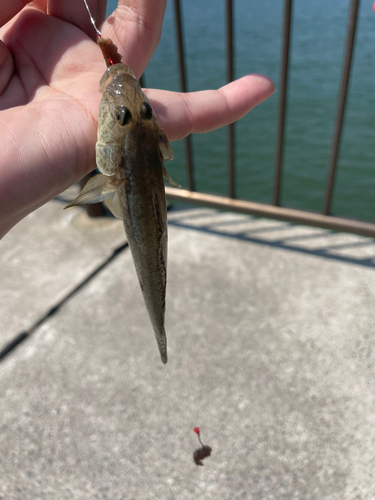 マハゼの釣果