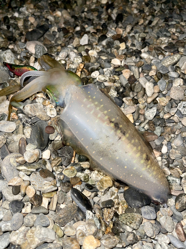 アオリイカの釣果