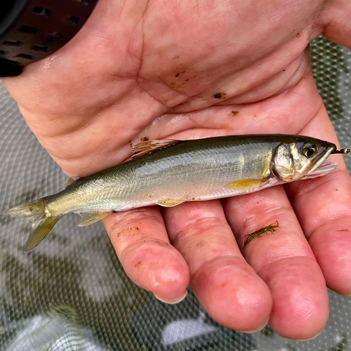 アユの釣果