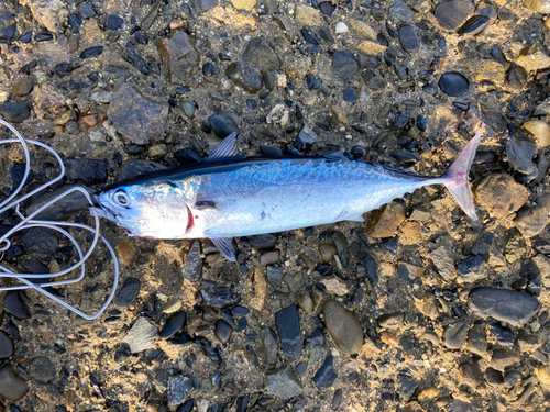 カツオの釣果