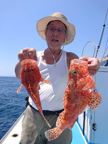 オニカサゴの釣果