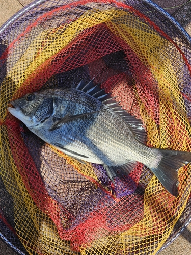 クロダイの釣果