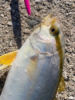 ショゴの釣果