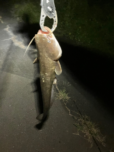 マナマズの釣果