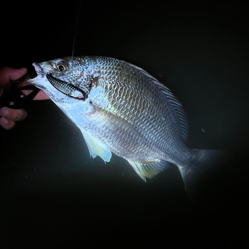 キビレの釣果