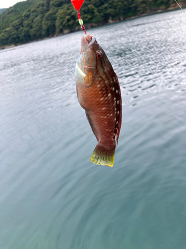 ベラの釣果